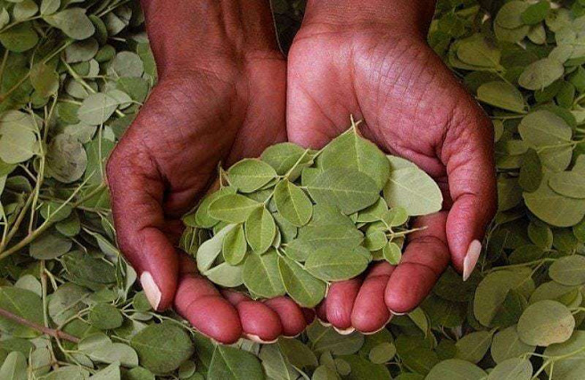 Conoce la Moringa: el árbol que puede alimentar al mundo y purificar el agua