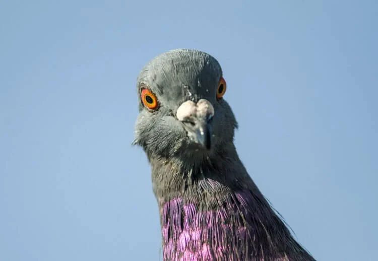 Encuentran nuevo virus en Inglaterra que convierte a las palomas en zombis 6