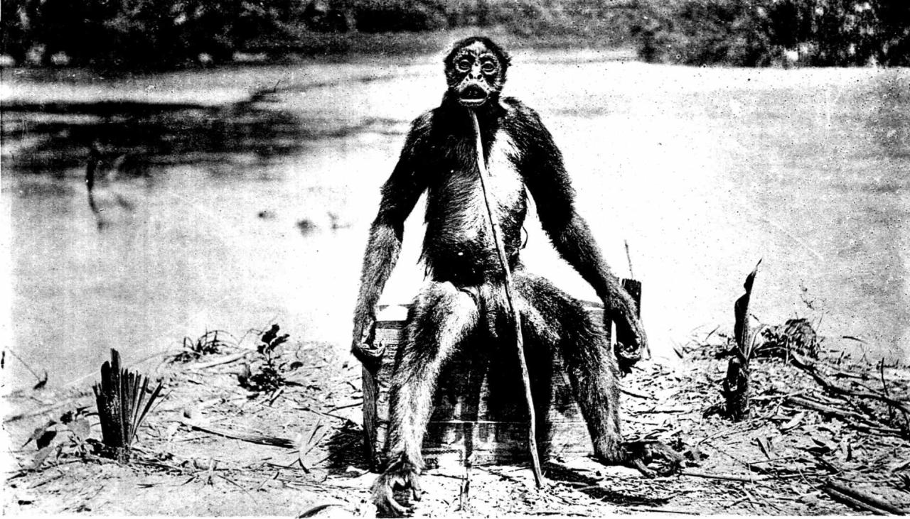 La rara versión de la fotografía completa del mono de Loys – “Ameranthropoides loysi”, de 1929