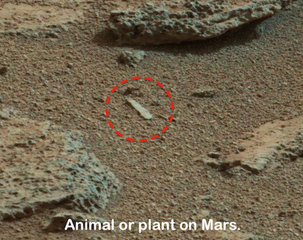 El Mars Rover descubre rostro reptiliano petrificado en Marte