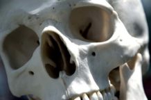 Esqueletos de entre 2 y 3 metros de altura descubiertos en ecuador y peru
