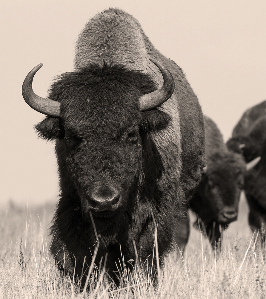 El primer animal extinto clonado podría ser un bisonte siberiano