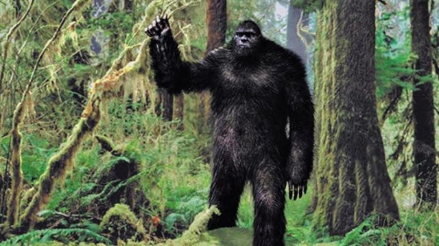 Bigfoot: prehistoric animal or legendary hoax?