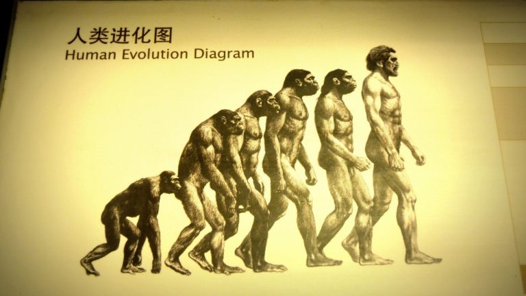 human evolution 1 768x432 El origen del hombre: Un viaje a través de hipótesis bíblicas, leyendas culturales, teorías extraterrestres y científicas