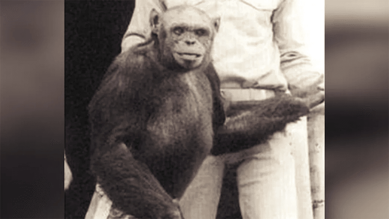 Oliver el chimpancé, alguna vez sospechoso de ser un humano.