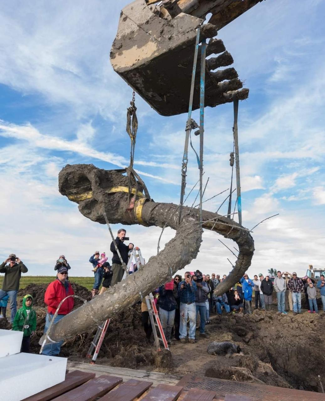 Un equipo de paleontólogos de la University of Michigan, extraen los restos óseos de un mamut lanudo