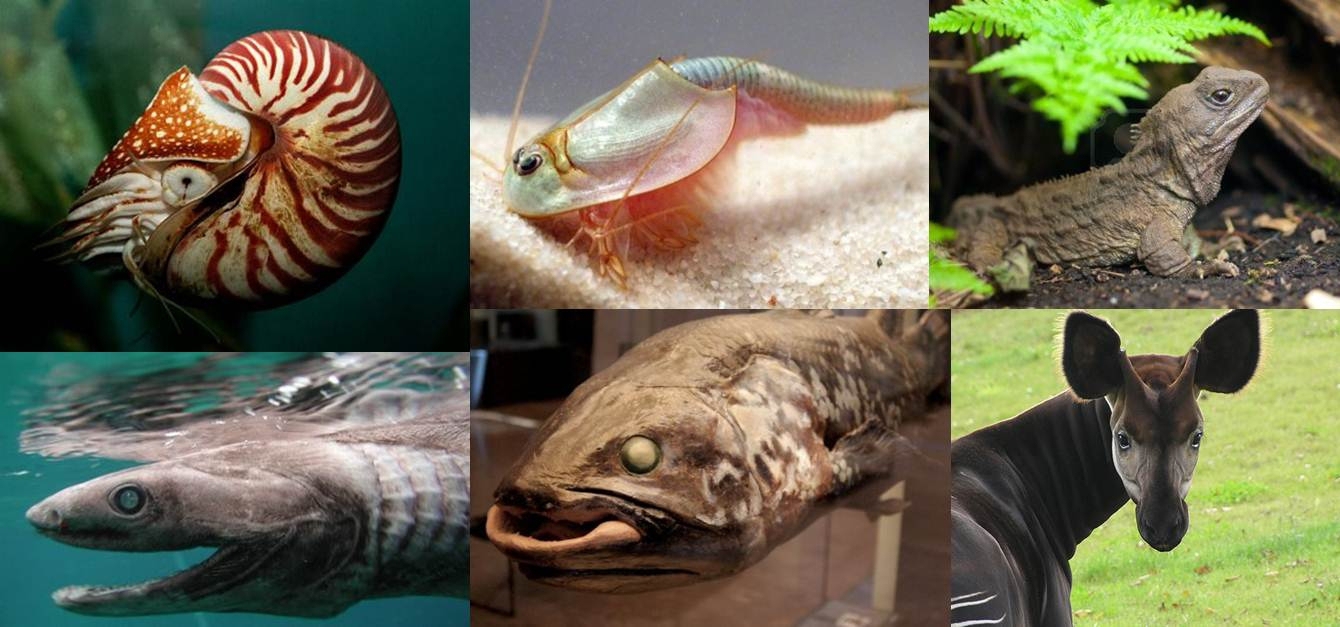 fosiles vivientes 12 criaturas que lucen iguales ahora que hace millones de anos