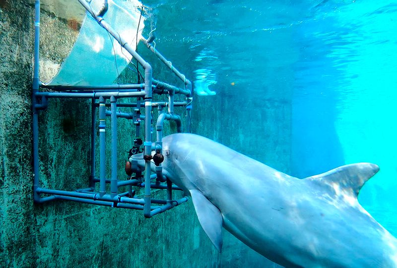 los delfines mulares se convierten en uno de los pocos mamiferos conocidos con un septimo sentido